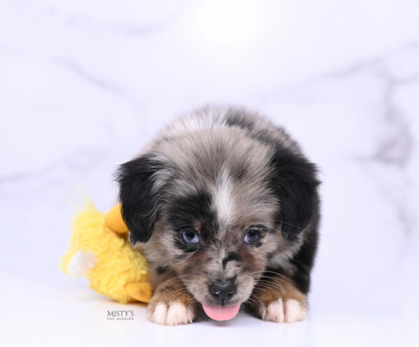 Mini / Toy Australian Shepherd Blue Merle Puppy Haisie - 7 Weeks