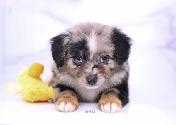 Mini / Toy Australian Shepherd Blue Merle Puppy Haisie - 7 Weeks