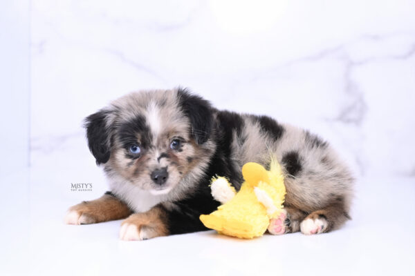 Mini / Toy Australian Shepherd Blue Merle Puppy Haisie - 7 Weeks