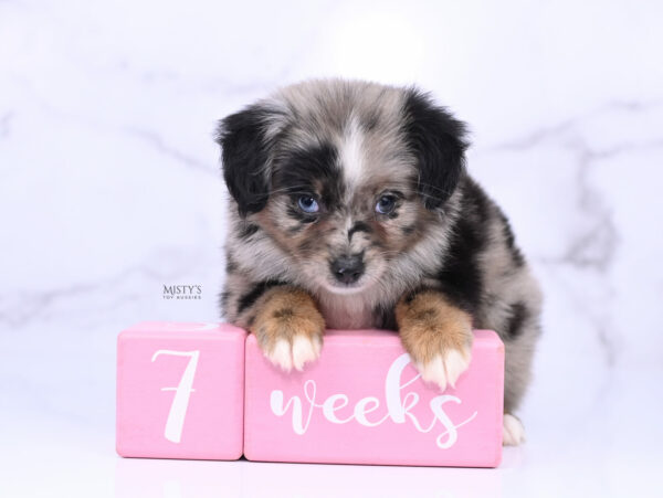 Mini / Toy Australian Shepherd Blue Merle Puppy Haisie - 7 Weeks