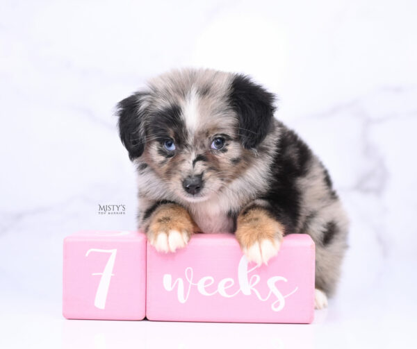 Mini / Toy Australian Shepherd Blue Merle Puppy Haisie - 7 Weeks