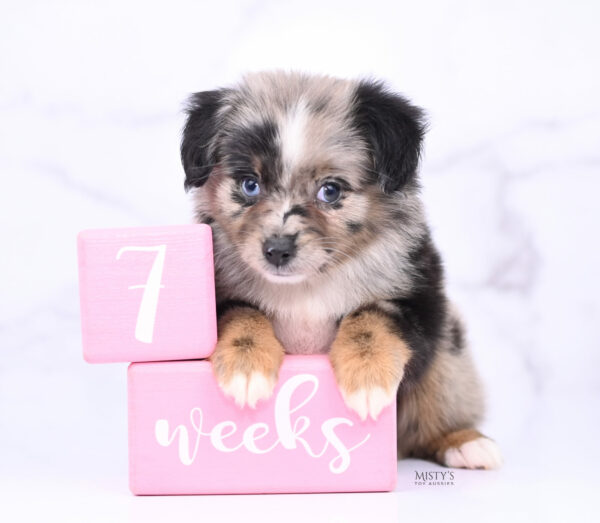 Mini / Toy Australian Shepherd Blue Merle Puppy Haisie - 7 Weeks