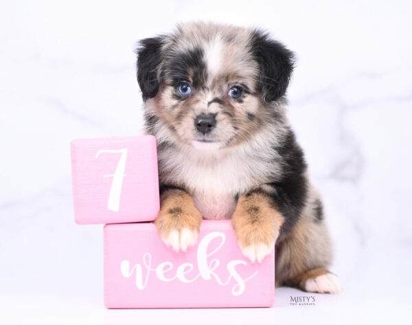 Mini / Toy Australian Shepherd Blue Merle Puppy Haisie - 7 Weeks