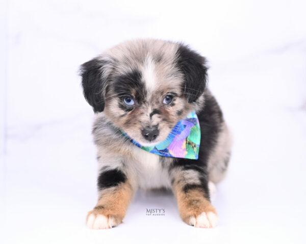 Mini / Toy Australian Shepherd Blue Merle Puppy Haisie - 7 Weeks