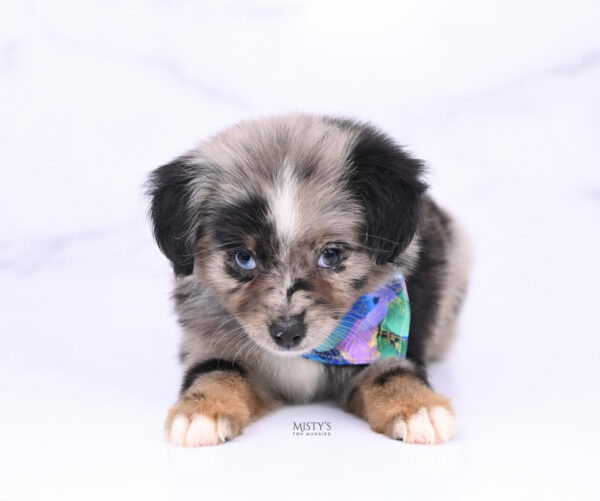 Mini / Toy Australian Shepherd Blue Merle Puppy Haisie - 7 Weeks
