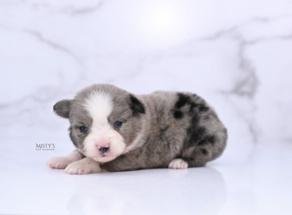 Mini / Toy Australian Shepherd Puppy Odin