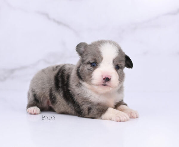 Mini / Toy Australian Shepherd Puppy Odin