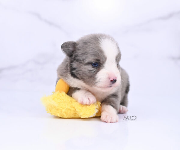 Mini / Toy Australian Shepherd Puppy Odin