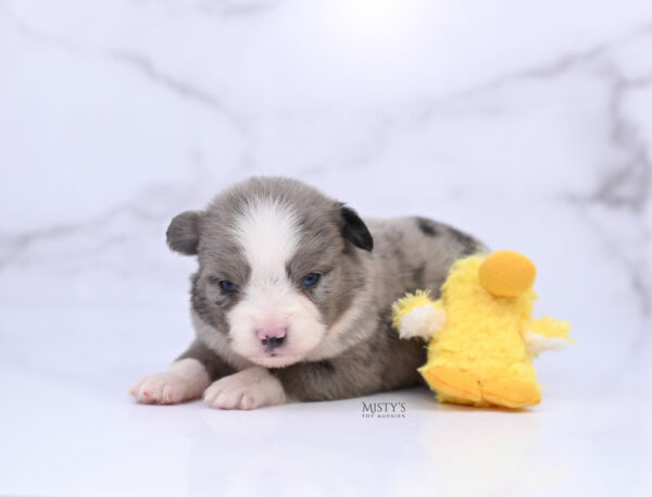 Mini / Toy Australian Shepherd Puppy Odin