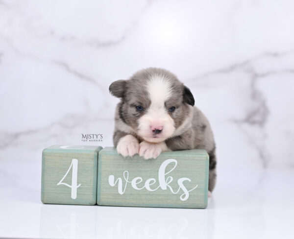 Mini / Toy Australian Shepherd Puppy Odin