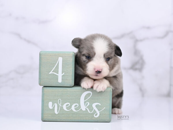 Mini / Toy Australian Shepherd Puppy Odin