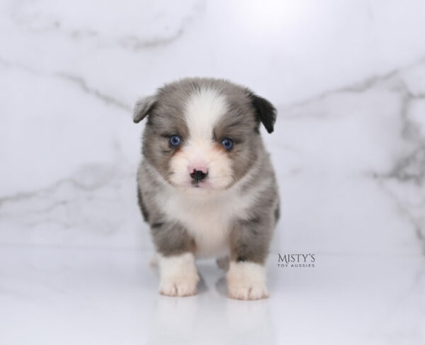 Mini / Toy Australian Shepherd Puppy Odin