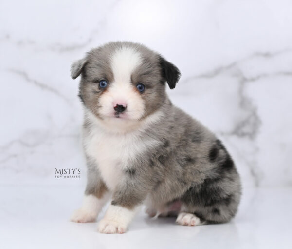 Mini / Toy Australian Shepherd Puppy Odin