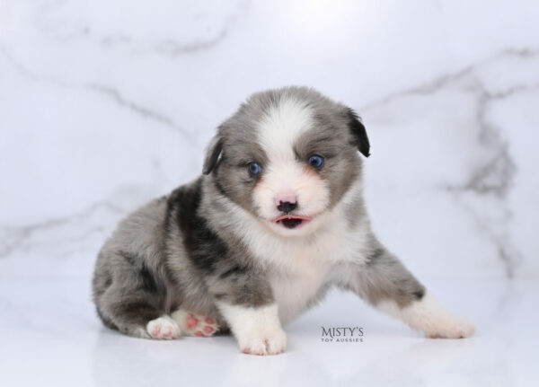 Mini / Toy Australian Shepherd Puppy Odin