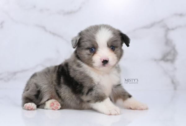 Mini / Toy Australian Shepherd Puppy Odin