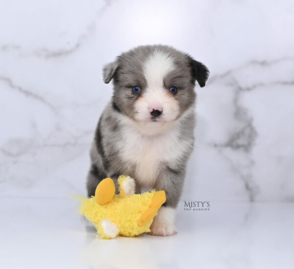 Mini / Toy Australian Shepherd Puppy Odin