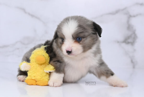 Mini / Toy Australian Shepherd Puppy Odin