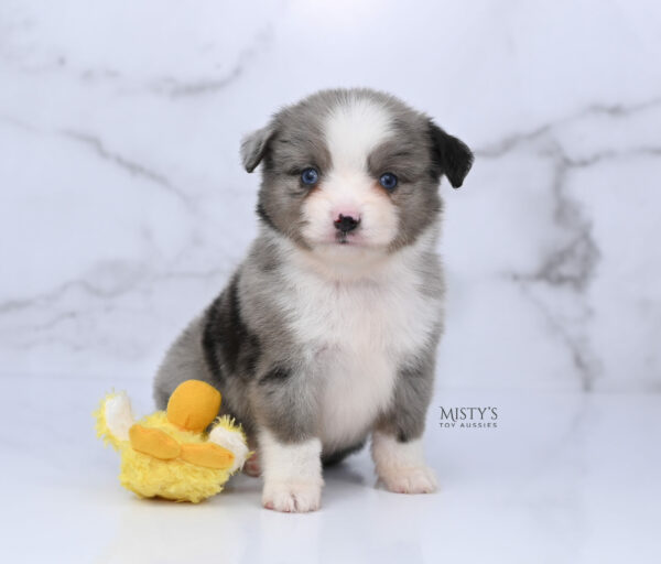 Mini / Toy Australian Shepherd Puppy Odin