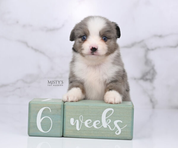 Mini / Toy Australian Shepherd Puppy Odin