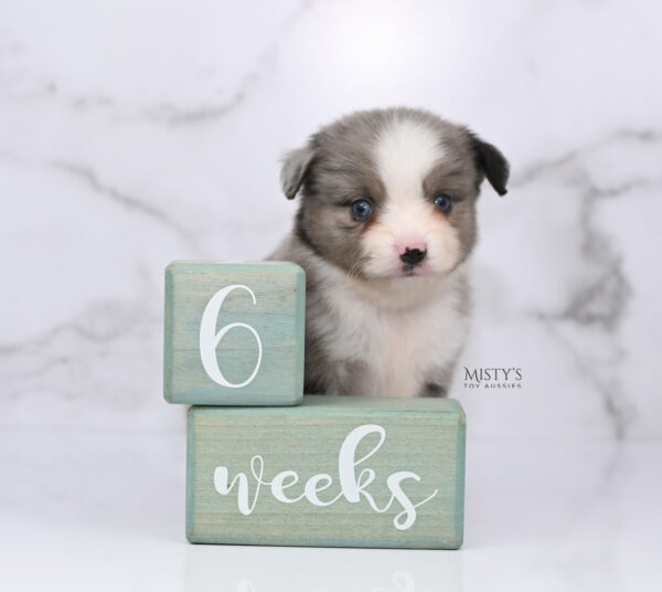 Mini / Toy Australian Shepherd Puppy Odin