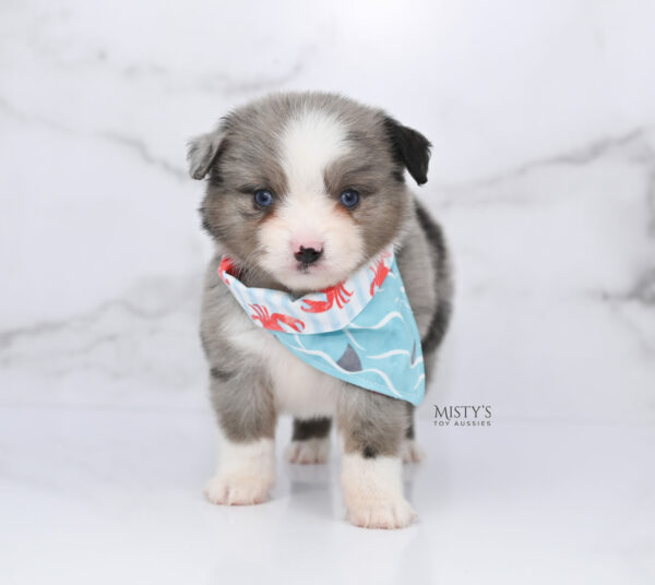 Mini / Toy Australian Shepherd Puppy Odin