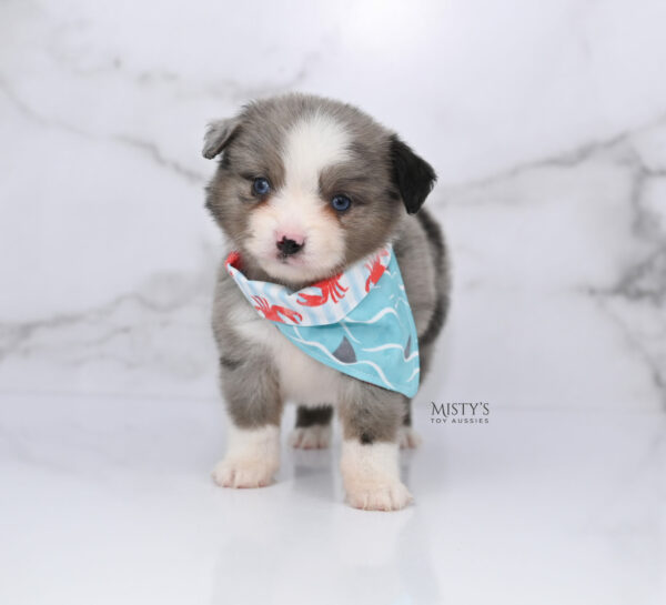 Mini / Toy Australian Shepherd Puppy Odin