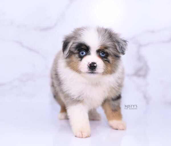 Mini / Toy Australian Shepherd Puppy Tiago