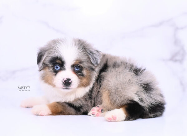 Mini / Toy Australian Shepherd Puppy Tiago