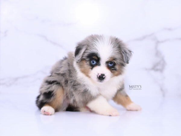 Mini / Toy Australian Shepherd Puppy Tiago