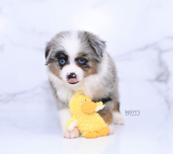 Mini / Toy Australian Shepherd Puppy Tiago