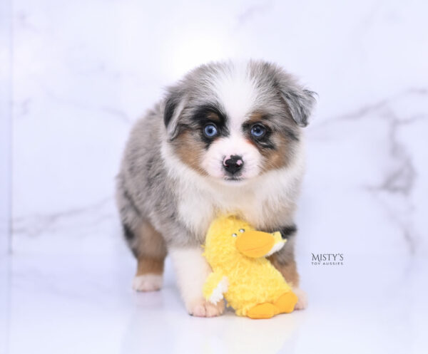 Mini / Toy Australian Shepherd Puppy Tiago