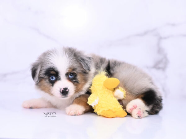 Mini / Toy Australian Shepherd Puppy Tiago
