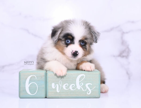 Mini / Toy Australian Shepherd Puppy Tiago