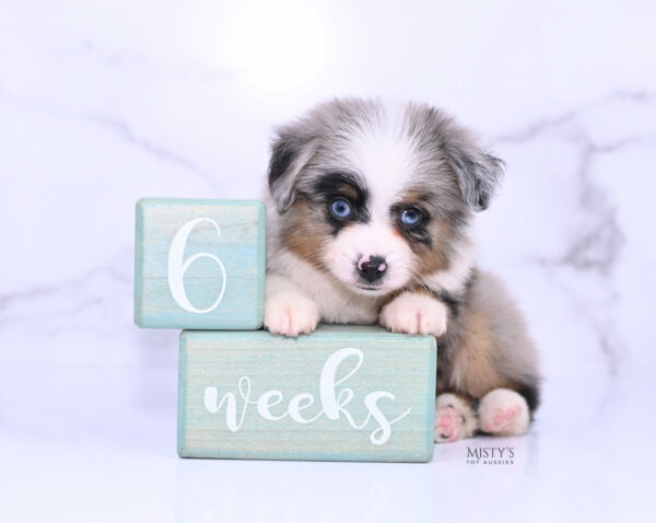 Mini / Toy Australian Shepherd Puppy Tiago