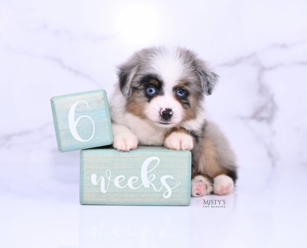 Mini / Toy Australian Shepherd Puppy Tiago