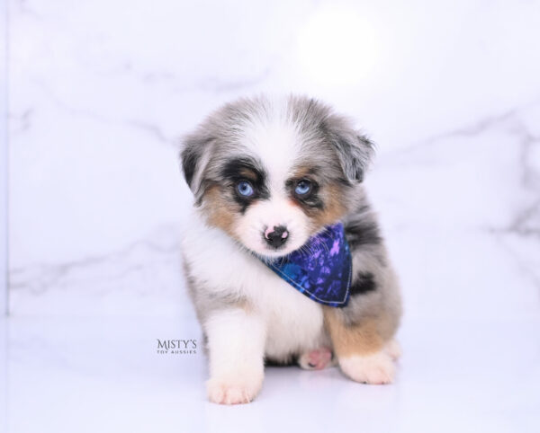 Mini / Toy Australian Shepherd Puppy Tiago
