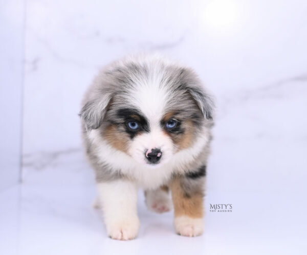 Mini / Toy Australian Shepherd Blue Merle Puppy Tiago - 7 Weeks