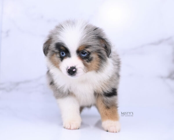 Mini / Toy Australian Shepherd Blue Merle Puppy Tiago - 7 Weeks