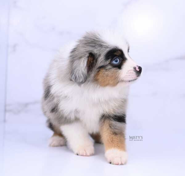 Mini / Toy Australian Shepherd Blue Merle Puppy Tiago - 7 Weeks