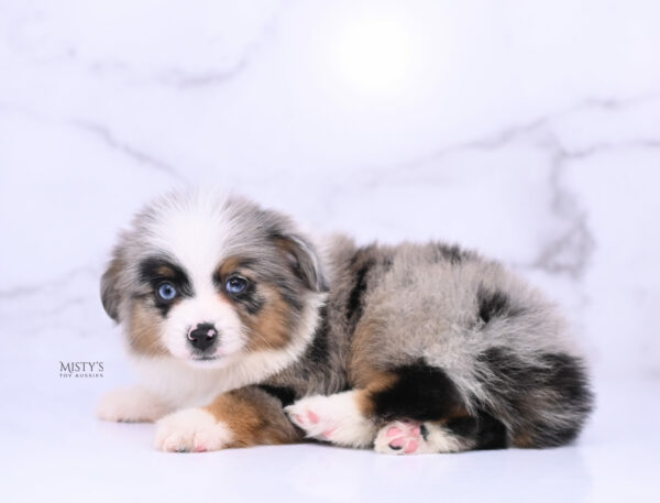 Mini / Toy Australian Shepherd Blue Merle Puppy Tiago - 7 Weeks