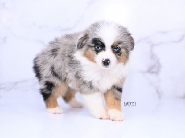 Mini / Toy Australian Shepherd Blue Merle Puppy Tiago - 7 Weeks