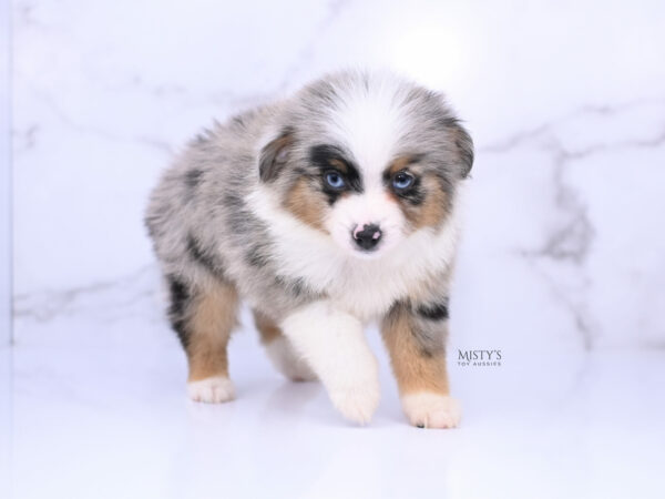 Mini / Toy Australian Shepherd Blue Merle Puppy Tiago - 7 Weeks