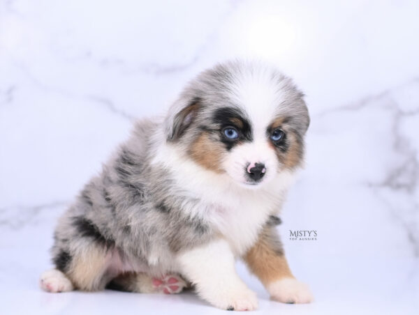 Mini / Toy Australian Shepherd Blue Merle Puppy Tiago - 7 Weeks