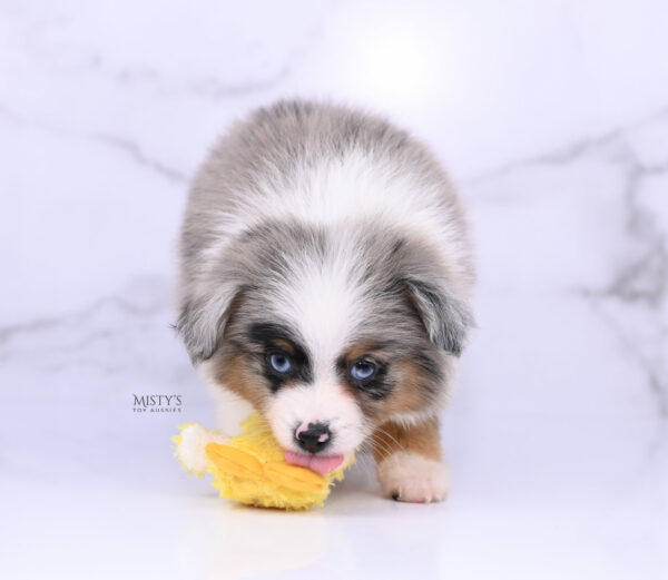 Mini / Toy Australian Shepherd Blue Merle Puppy Tiago - 7 Weeks