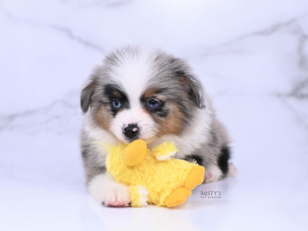 Mini / Toy Australian Shepherd Blue Merle Puppy Tiago - 7 Weeks