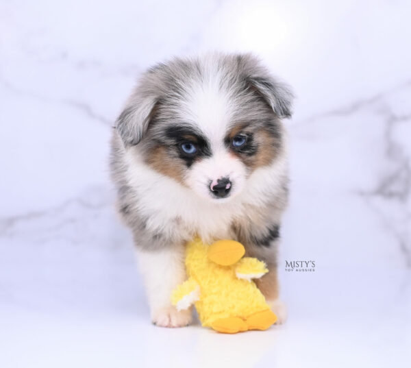 Mini / Toy Australian Shepherd Blue Merle Puppy Tiago - 7 Weeks