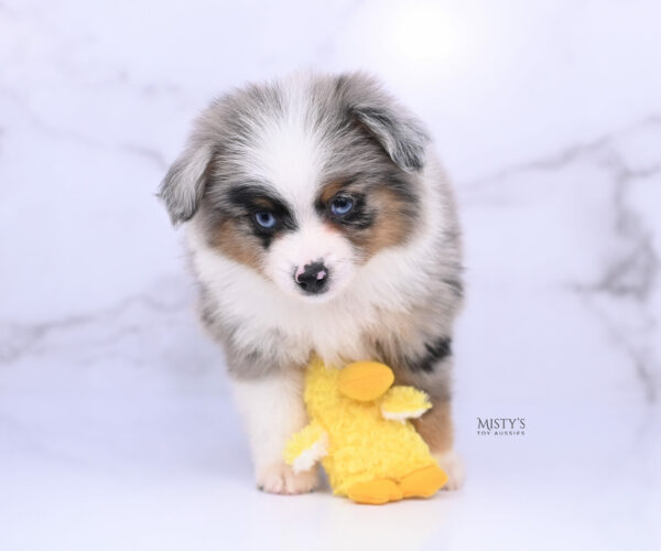 Mini / Toy Australian Shepherd Blue Merle Puppy Tiago - 7 Weeks