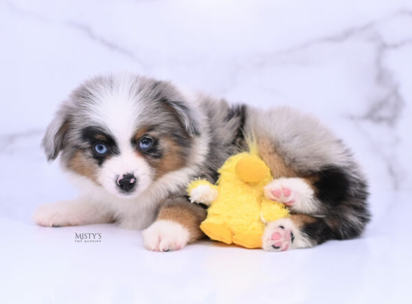 Mini / Toy Australian Shepherd Blue Merle Puppy Tiago - 7 Weeks