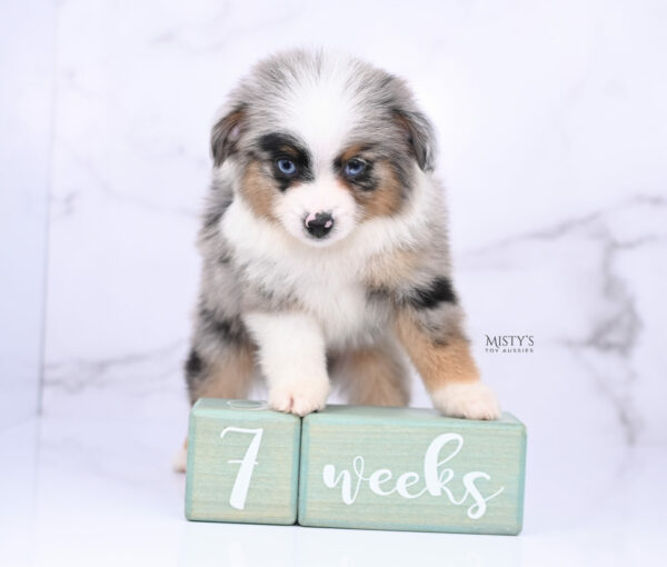 Mini / Toy Australian Shepherd Blue Merle Puppy Tiago - 7 Weeks