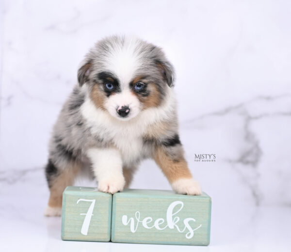 Mini / Toy Australian Shepherd Blue Merle Puppy Tiago - 7 Weeks